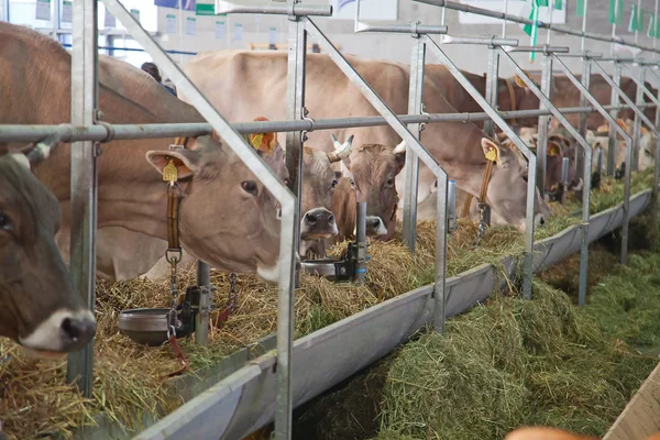 Granja de vaca suiza —  Fotos de Stock