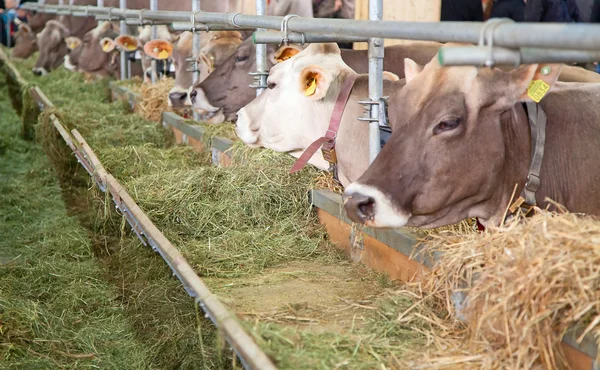 Zwitserse koe boerderij — Stockfoto