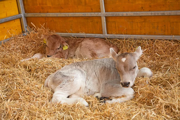 Tiny calf — Stock Photo, Image