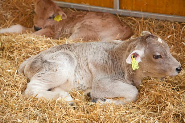Tiny calf — Stock Photo, Image