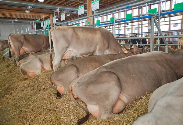 Swiss inek çiftliği — Stok fotoğraf