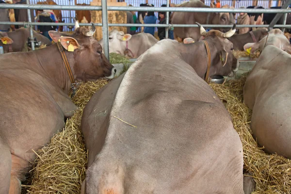 Granja de vaca suiza — Foto de Stock
