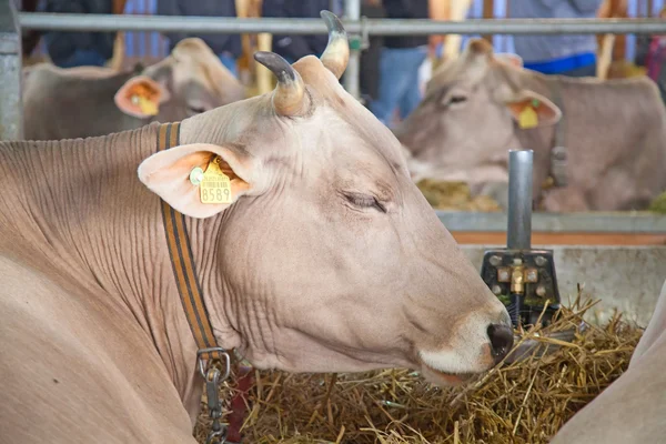 Swiss cow farm — Stock Photo, Image