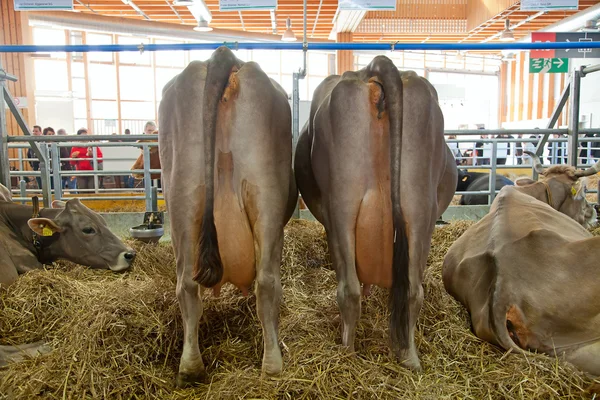 Ferme vache suisse — Photo