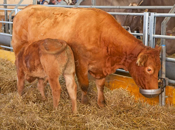 Swiss kráva farma — Stock fotografie