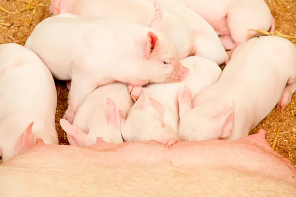 Young pigs — Stock Photo, Image