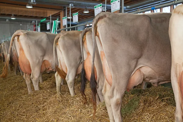 Ferma de vaci elvețiene — Fotografie, imagine de stoc