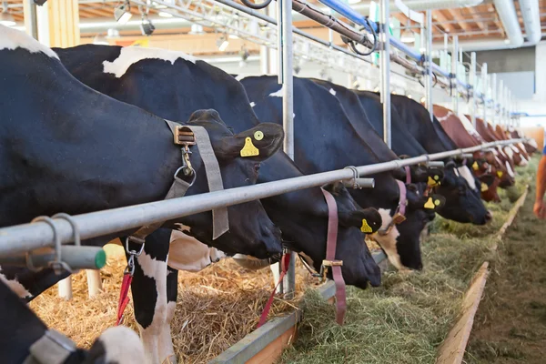 Swiss kráva farma — Stock fotografie