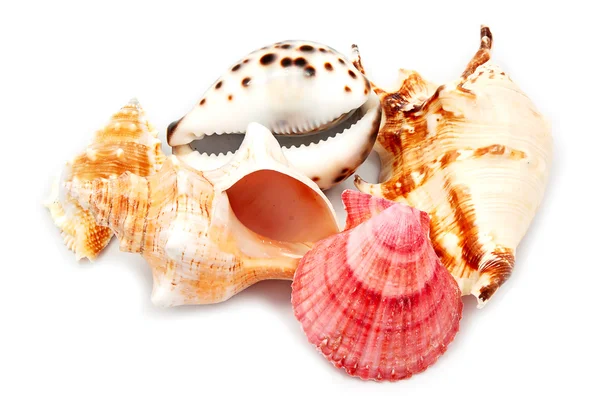 Conjunto de conchas marinas . —  Fotos de Stock