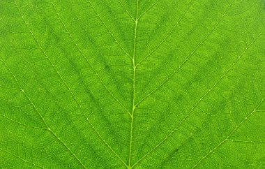 Green leaf macro clipart