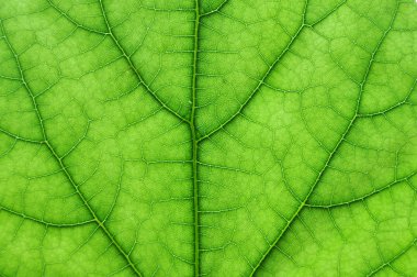 Green leaf macro clipart