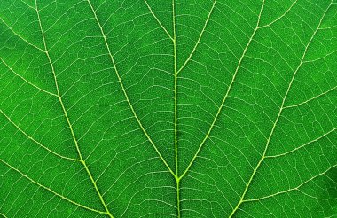 Green leaf macro clipart