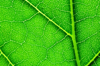 yeşil yaprak makro
