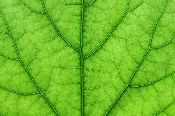 yeşil yaprak makro