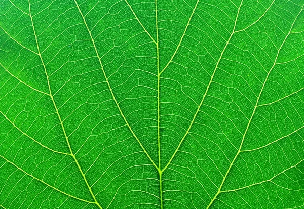Yeşil yaprak makro — Stok fotoğraf
