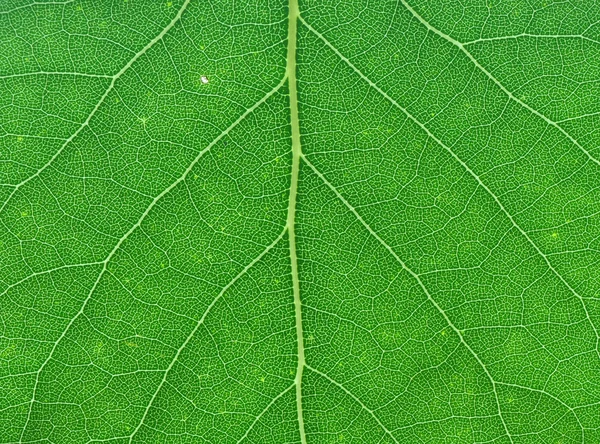 Macro folha verde — Fotografia de Stock