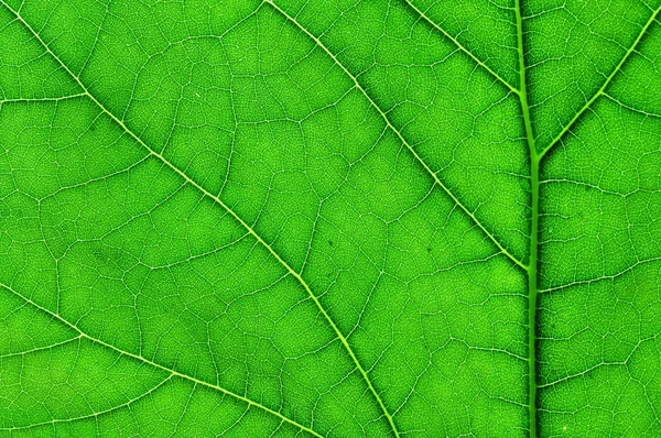 Macro folha verde — Fotografia de Stock
