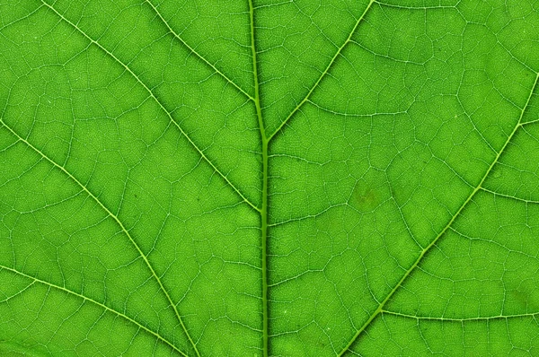 Макро зелёного листа — стоковое фото