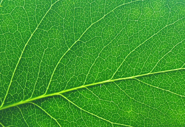 Green leaf macro