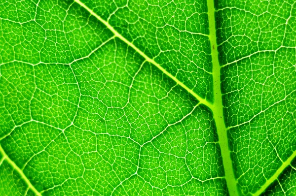 stock image Green leaf macro