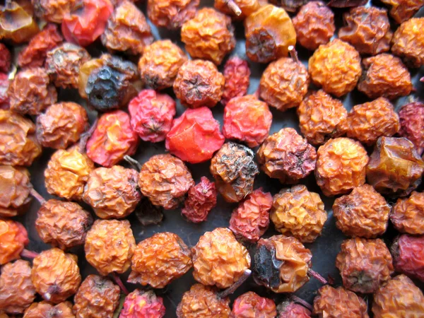 Bagas de ashberry — Fotografia de Stock