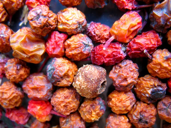 Bacche di ashberry — Foto Stock