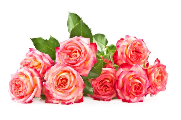 Rosas sobre fondo blanco. — Foto de Stock