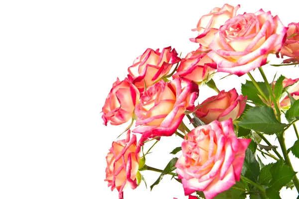 Buquê de belas rosas. — Fotografia de Stock