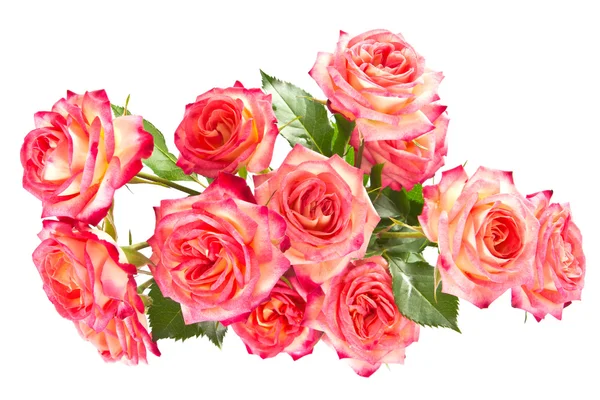 Buquê de belas rosas. — Fotografia de Stock