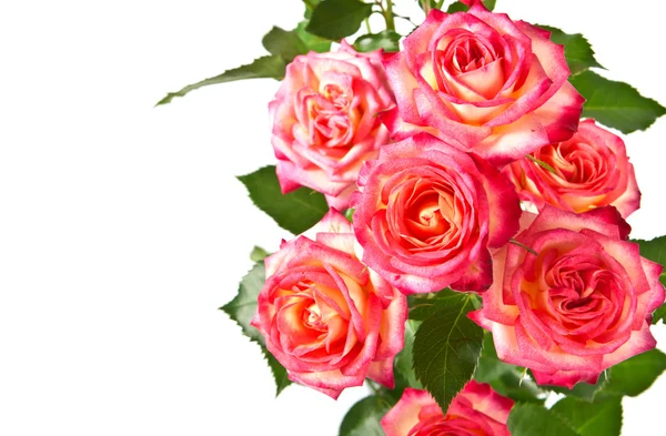 Lindas rosas . — Fotografia de Stock