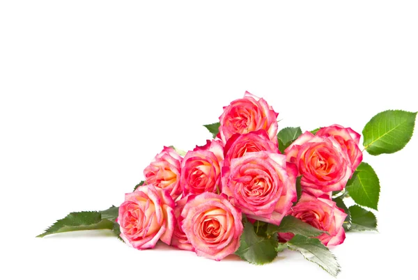 Rosas sobre um fundo branco. — Fotografia de Stock