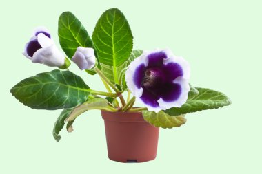 Gloxinia. clipart