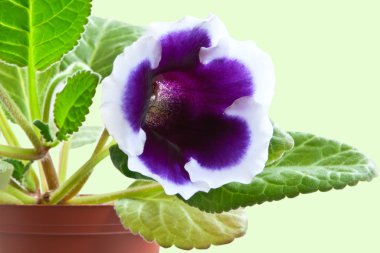 Gloxinia.