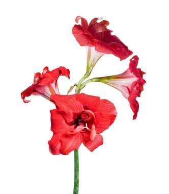 beyaz üzerine dört kırmızı amaryllis çiçekler