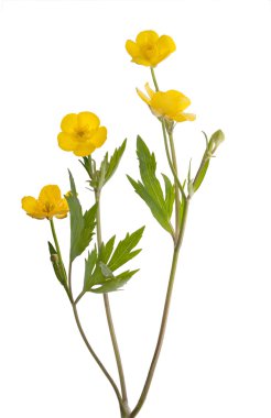 Isolated four buttercup flowers clipart