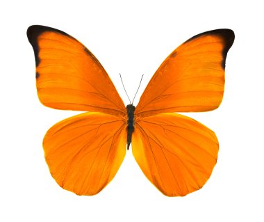 Tropical bright orange butterfly clipart