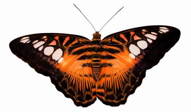 Tiger orange butterfly isolated on white clipart