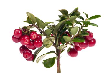 Bright red isolated cowberry branch clipart