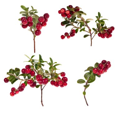 Branch of red cowberries collection isolated on white clipart