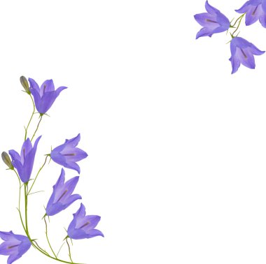 Light lilac bellflowers decoration clipart