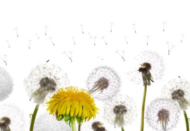 Yellow flower between white dandelions clipart