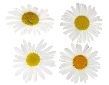 Set of four chamomile flowers clipart