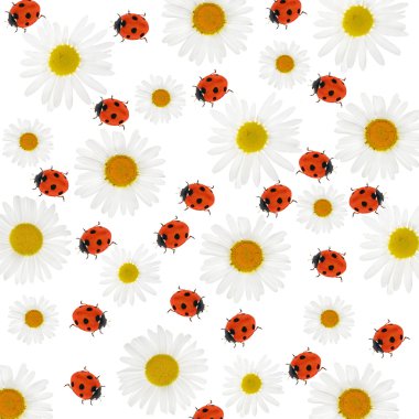 Chamomiles ve ladybirds arka plan