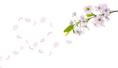 Spring cherry tree petals heart clipart