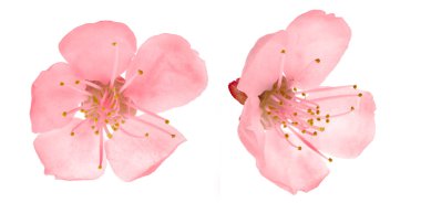 Two pink cherry tree flowers clipart