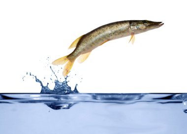 Small pike is jumping from water clipart