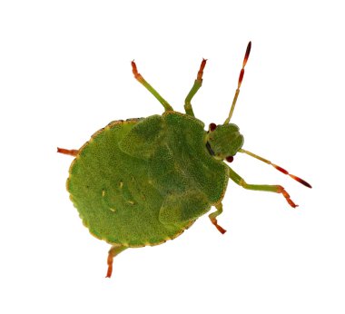 Green bug isolated on white clipart