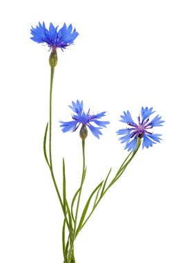 izole üç mavi hindiba çiçek