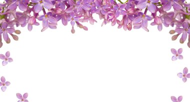 Lilac flower isolated frame clipart