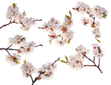 Six cherry-tree branches with lot of flowers clipart